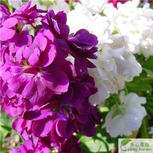 【紫罗兰花种】_绿植园艺价格_最新最全绿植