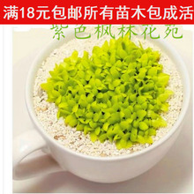 【火龙果种子】_绿植园艺价格_最新最全绿植