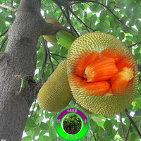 菠萝蜜嫁接苗-蜜苗嫁接四季结果大正品包邮马