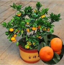 【橘子树盆栽】最新最全橘子树盆栽搭配优惠
