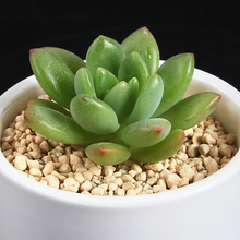 【春萌多肉】最新最全春萌多肉搭配优惠_一淘网