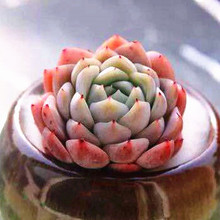 【贵多肉品种】最新最全贵多肉品种搭配优惠