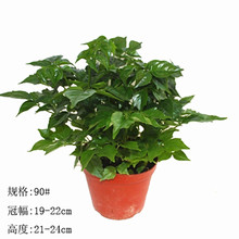 【小富贵树】_绿植园艺价格_最新最全绿植园