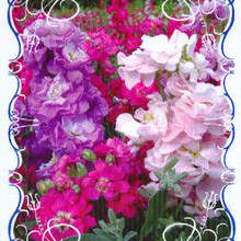 【紫罗兰花种】_绿植园艺价格_最新最全绿植