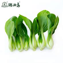 【青菜上海青青菜】最新最全青菜上海青青菜搭
