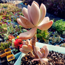 【淡雪 多肉】最新最全淡雪 多肉搭配优惠