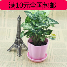 【<em>小仙女</em>植物】_<em>绿植</em>园艺价格_最新最全<em>绿植</em>