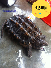 大鳄龟活体 北美大鳄龟20-23厘米 乌龟宠物龟