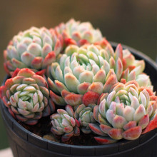 【多肉植物墨西哥雪球】最新最全多肉植物墨西