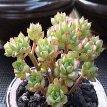 【酥皮鸭多肉老桩】最新最全酥皮鸭多肉老桩搭配优惠_一淘网