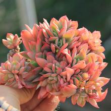 【多肉植物绮罗】最新最全多肉植物绮罗搭配优惠_一淘网