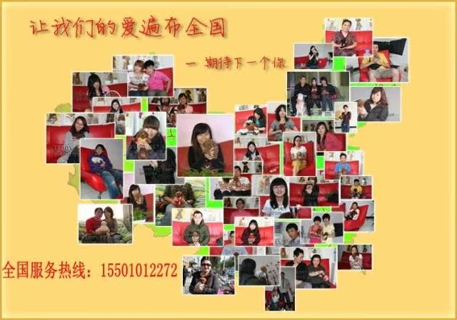 超萌法国纯种泰迪熊狗狗特价出售5