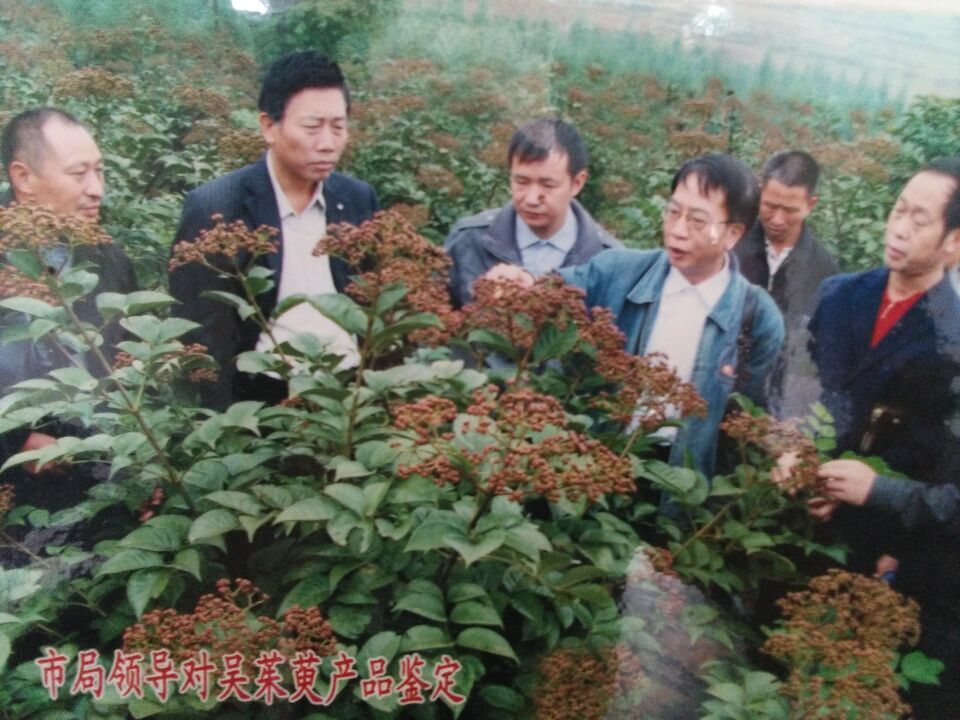 中花吴茱萸苗木培育