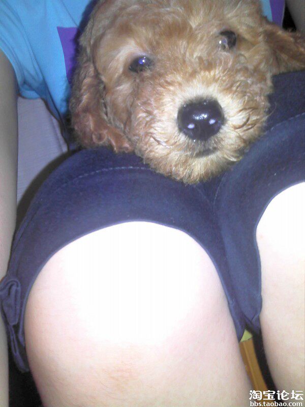 纯图片记录我家标<em>贵美女</em>滴成长美图~-狗狗论坛