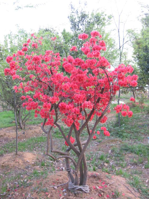 2013特价野生杜鹃花映山红老树桩庭院花卉江西花园植物上山自挖