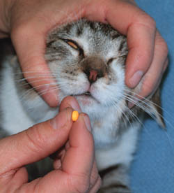 preparing to insert the pill into a closed mouth cat