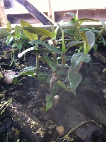 铁皮石斛种苗|石斛|紫皮石斛|石斛种苗|石斛技术