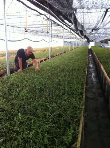 铁皮石斛种苗|石斛|紫皮石斛|石斛种苗|石斛技术