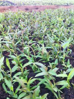 铁皮石斛种苗|石斛|紫皮石斛|石斛种苗|石斛技术