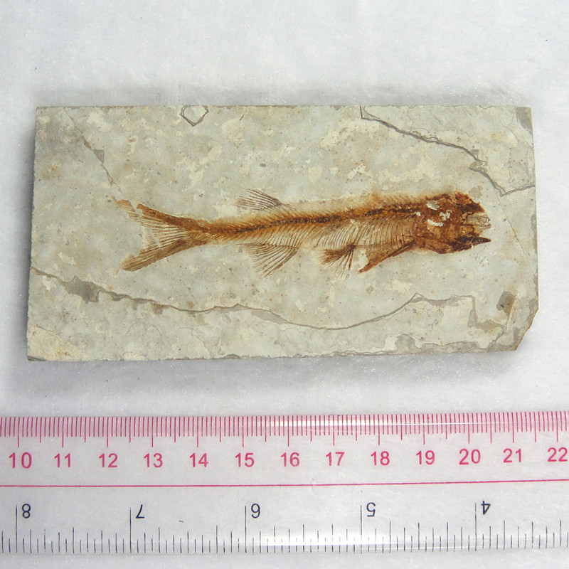 辽西狼鳍鱼化石标本天然鱼化石标本古生物化石收藏单条计价