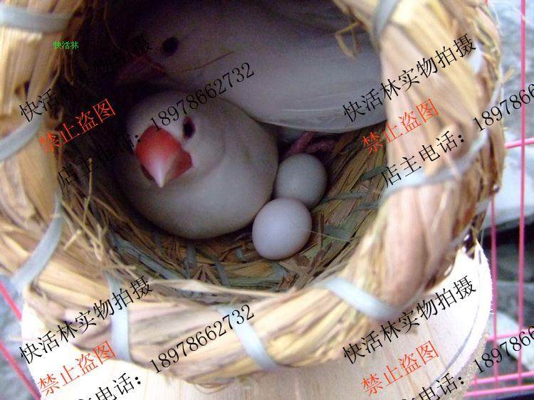 文鸟草窝繁殖窝葫芦草窝<em>十姐妹</em>鸟窝七彩文鸟窝