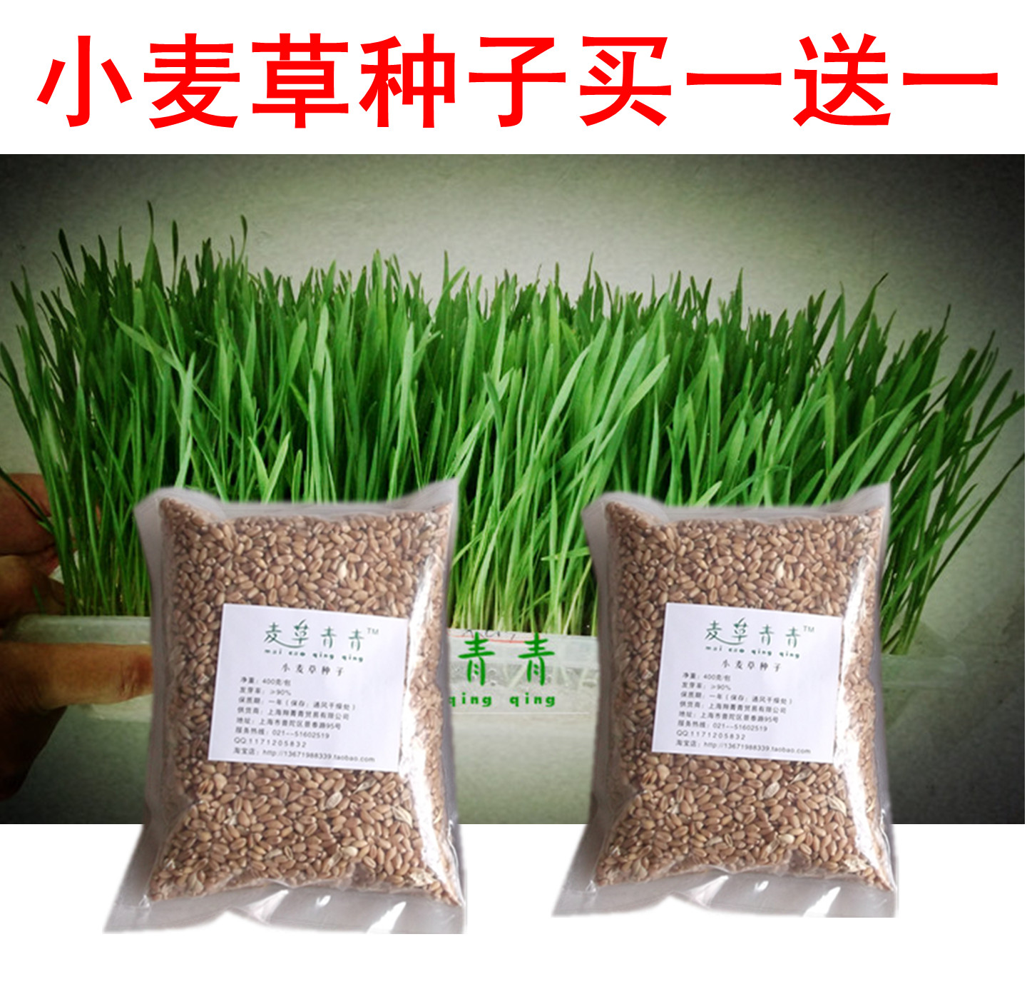 麦草青青 有机新鲜 种好现成小麦草小麦苗 wheatgrass高碱性食品