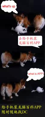 ���ֻ�װAPP ��ʱ�����DC