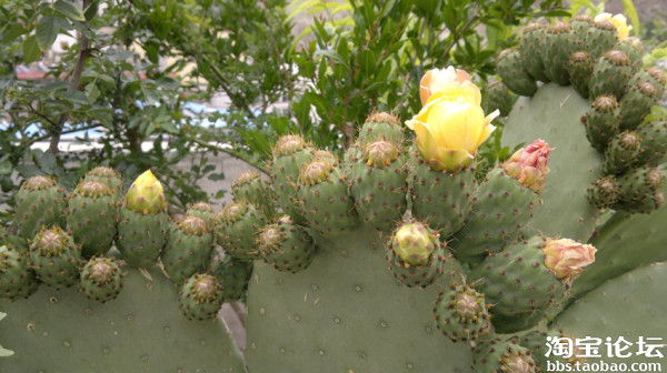 种植了十年的墨西哥米邦塔食用仙人掌-园艺论