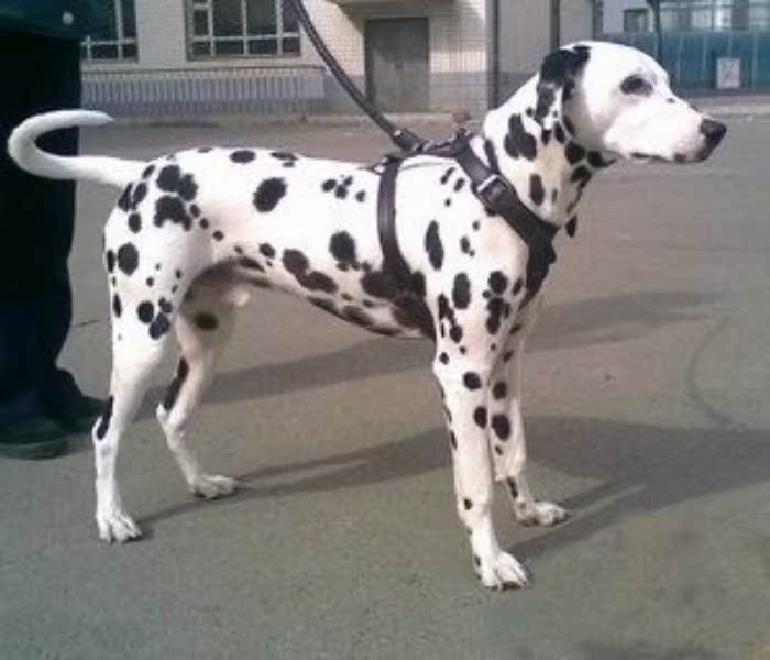 广州哪里有卖斑点狗 大麦町犬