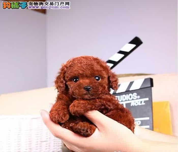 珠海哪里有卖茶杯犬 茶杯犬价格