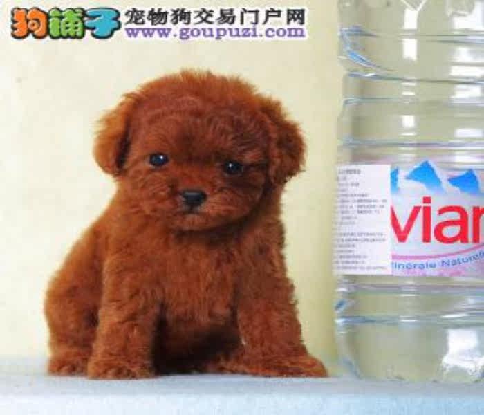 珠海哪里有卖茶杯犬 茶杯犬价格