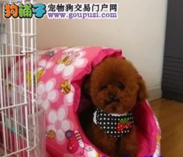 珠海哪里有卖茶杯犬 茶杯犬价格