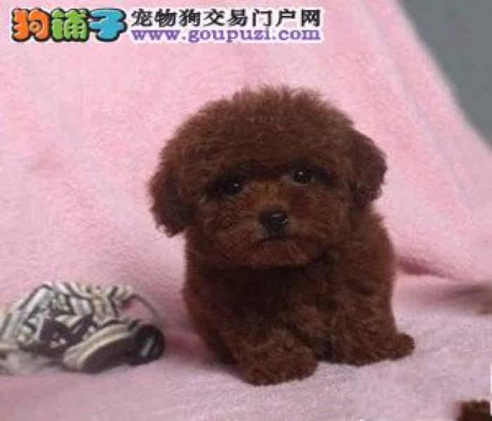 珠海哪里有卖茶杯犬 茶杯犬价格