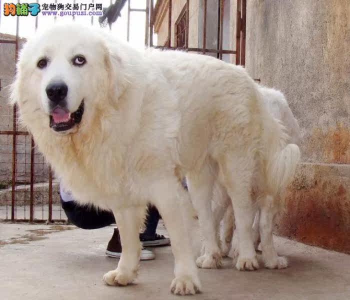 深圳哪里有卖纯种大白熊 深圳大白熊价格图片