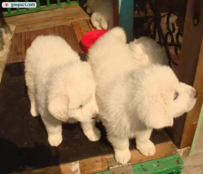 深圳哪里有卖纯种大白熊 深圳大白熊价格图片