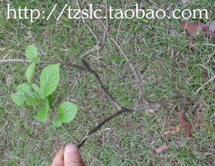 ★三观盆栽绿植——白檀