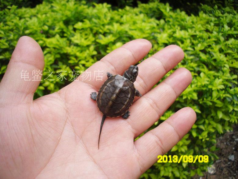 2014年外塘乌龟苗中华草龟苗活体小乌龟宠物
