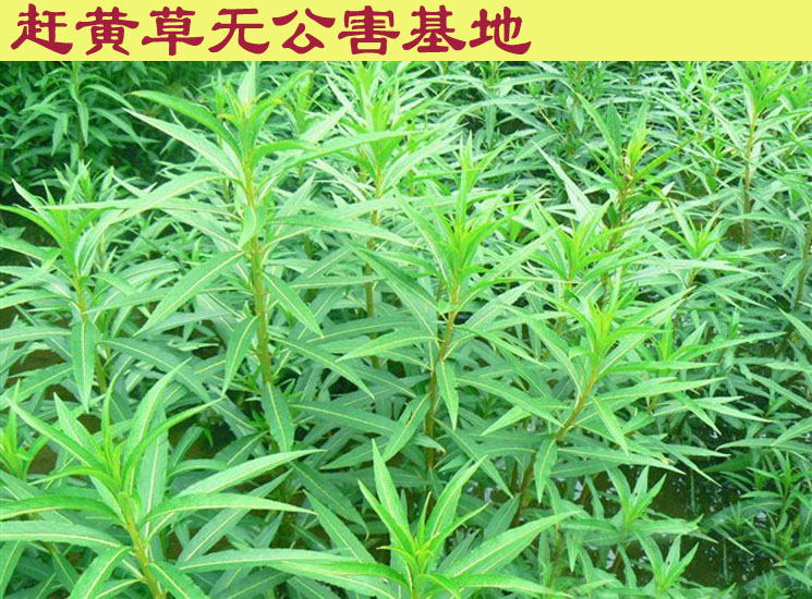 大货批发四川古蔺赶黄草叶解酒养肝护肝新货正品50g