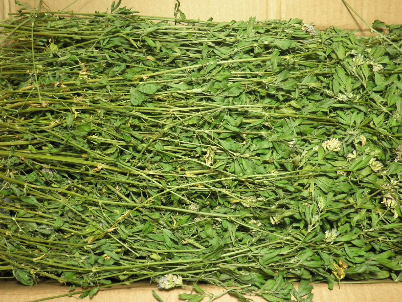 2015年头茬特优紫花苜蓿草叶子大特绿杆细质量超好加箱子1kg
