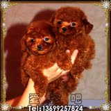 吉娃娃/可爱/纯种吉娃娃犬 赛级吉娃娃/终身保障/北京可上门！