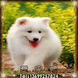 吉娃娃/可爱/纯种吉娃娃犬 赛级吉娃娃/终身保障/北京可上门！