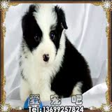 吉娃娃/可爱/纯种吉娃娃犬 赛级吉娃娃/终身保障/北京可上门！
