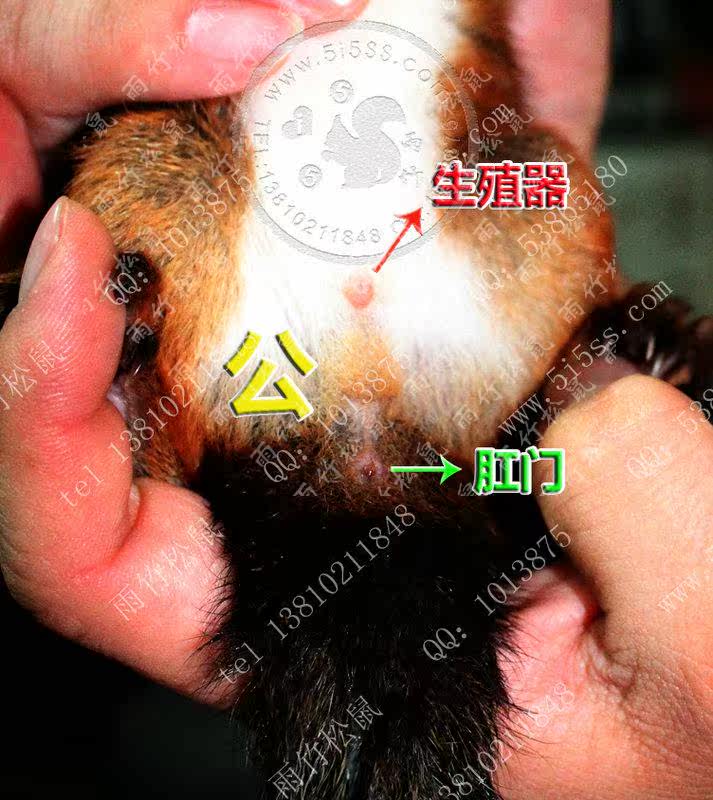 松鼠公母辨认方法