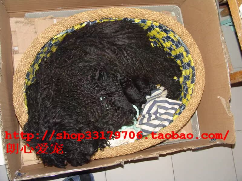 自家波利犬幼犬一窝刚出生拉风墩布犬免疫健全可航空