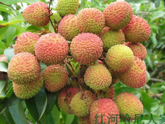 云南屏边新鲜妃子笑荔枝绿皮小核纯甜多汁胜过岭南荔枝四斤包顺丰