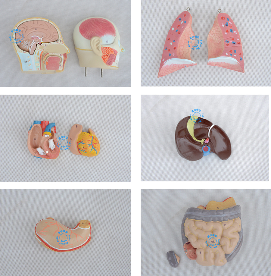 医用教用 本模型显示了人体内的器官和构造,适合中小学,幼儿园普及