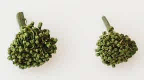 茉莉花茶