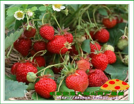 农家院落大别山特产旗舰--店铺介绍_委员长