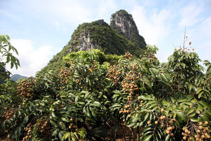 广西特级桂圆干 龙眼干500克 满99包邮 自家A