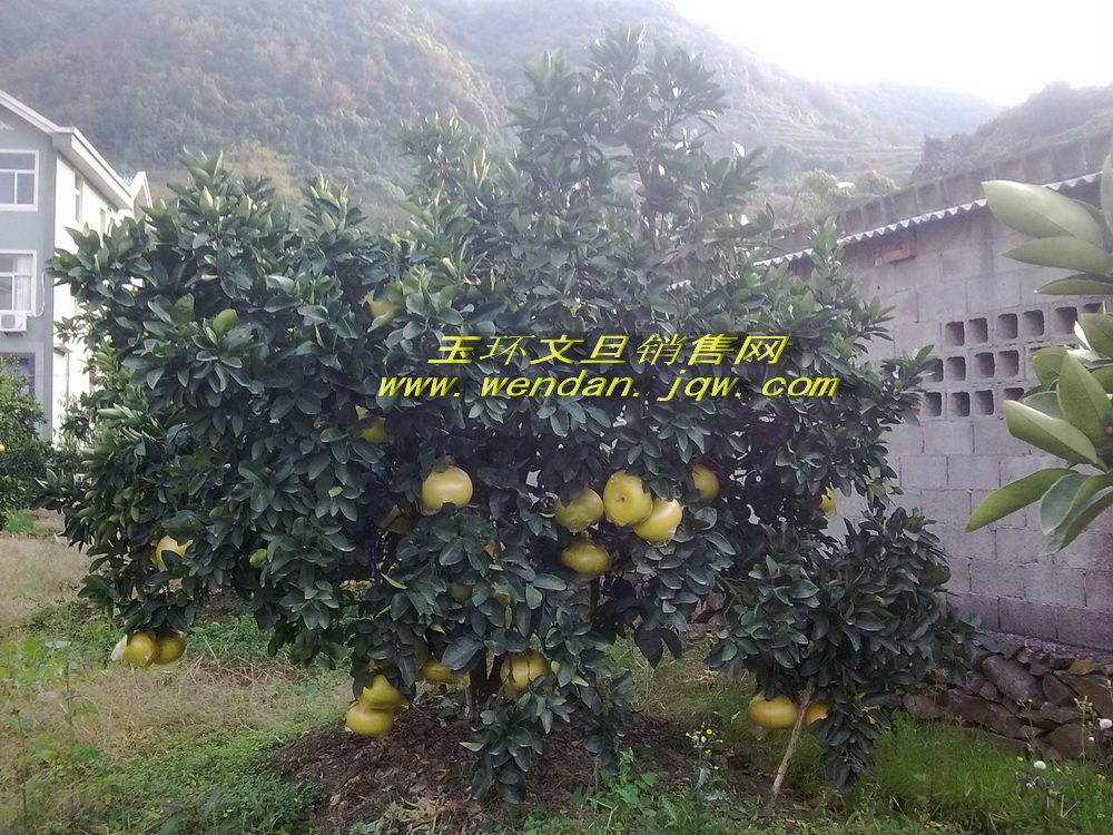 文旦树，文旦苗 <wbr>